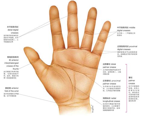 手骨粗有錢|玄學手相｜購物狂有相睇！手骨粗、皮膚粗慳住使錢？不注重享受 